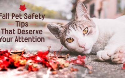 Fall Pet Safety Tips That Deserve Your Attention